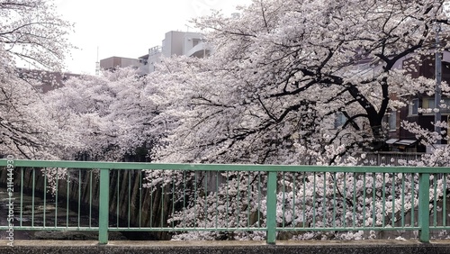 Full bloom sakura blossom in Tokyo  Japan