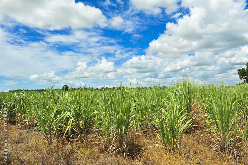 Sugarcane Sugarcane