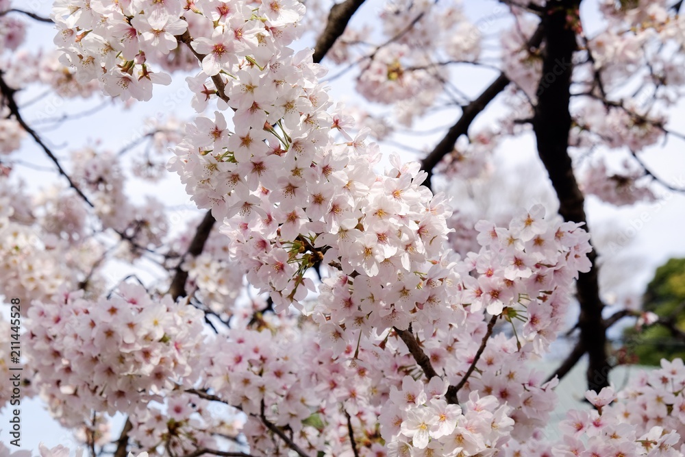 Sakura flower full bloom in Japan Sakura flower full bloom in Japan