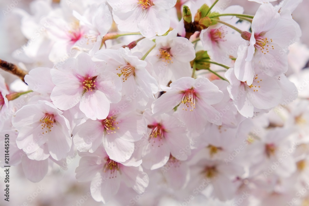 Sakura flower full bloom in Japan Sakura flower full bloom in Japan