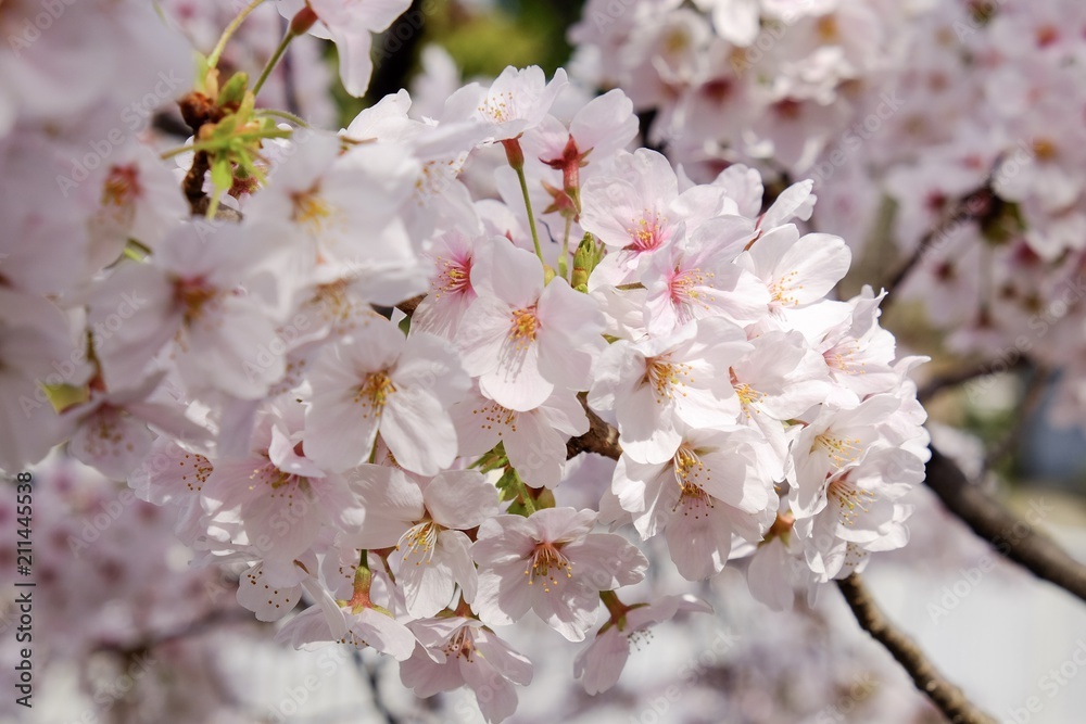 Sakura flower full bloom in Japan 