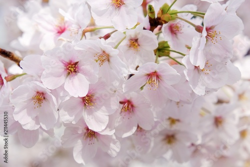 Sakura flower full bloom in Japan 