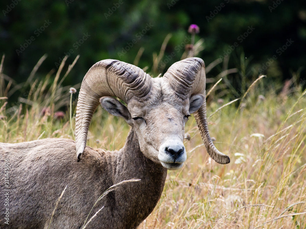 Dreamy American bighorn sheep on a meadow in Montana, USA