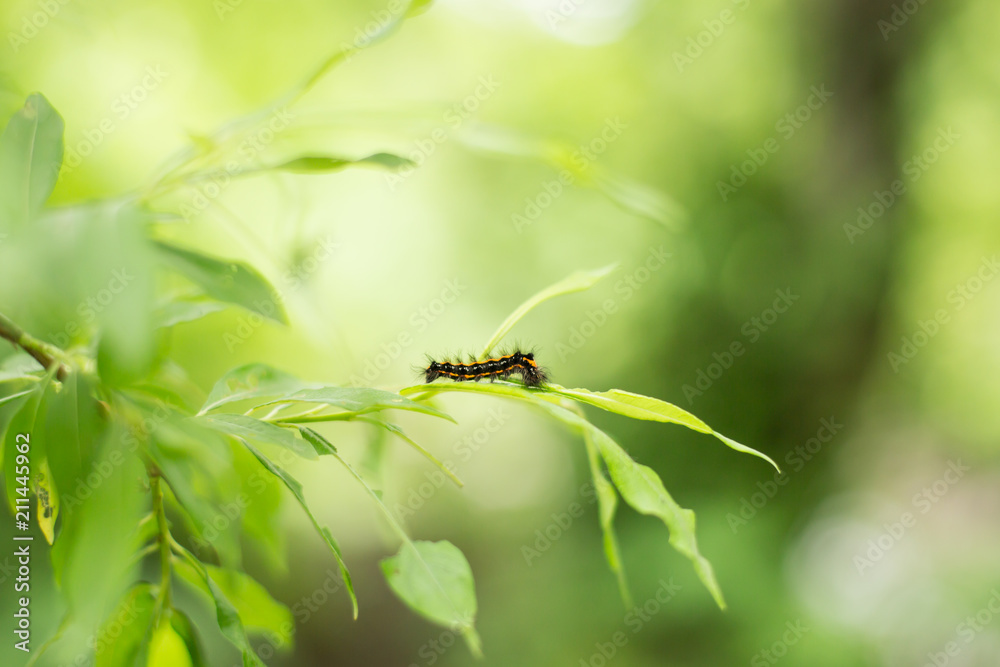 Close-up Image of fluffy black and orange caterpillar on the fresh bright leaf after the rain