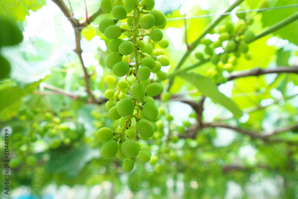 Yamanashi,Japan-June 30, 2018: Grapes hanging from Grape Trellis early in the summer Yamanashi,Japan-June 30, 2018: Grapes hanging from Grape Trellis early in the summer