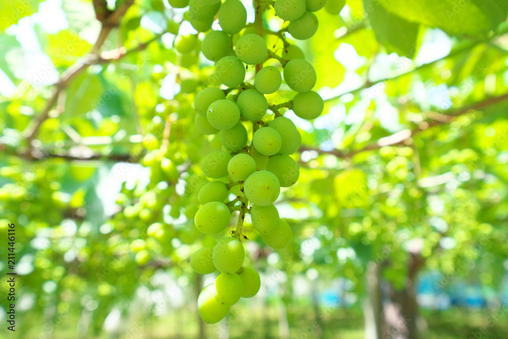 Yamanashi,Japan-June 30, 2018: Grapes hanging from Grape Trellis early in the summer Yamanashi,Japan-June 30, 2018: Grapes hanging from Grape Trellis early in the summer