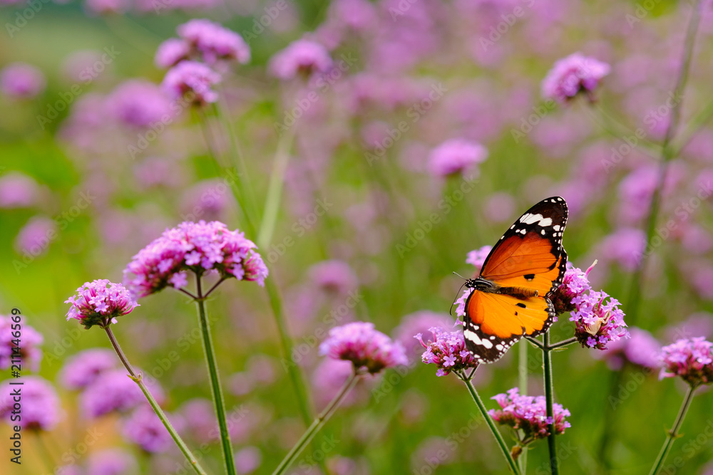 Verbena color purple flower and copy space,buttrtfly hold on flower Verbena color purple flower and copy space,buttrtfly hold on flower