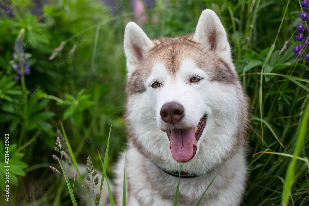 Portrait of sweet beige dog breed siberian husky with tonque hanging out sitting in lupin flowers