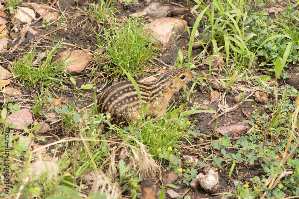 Obraz premium Thirteen-Lined Ground Squirrel