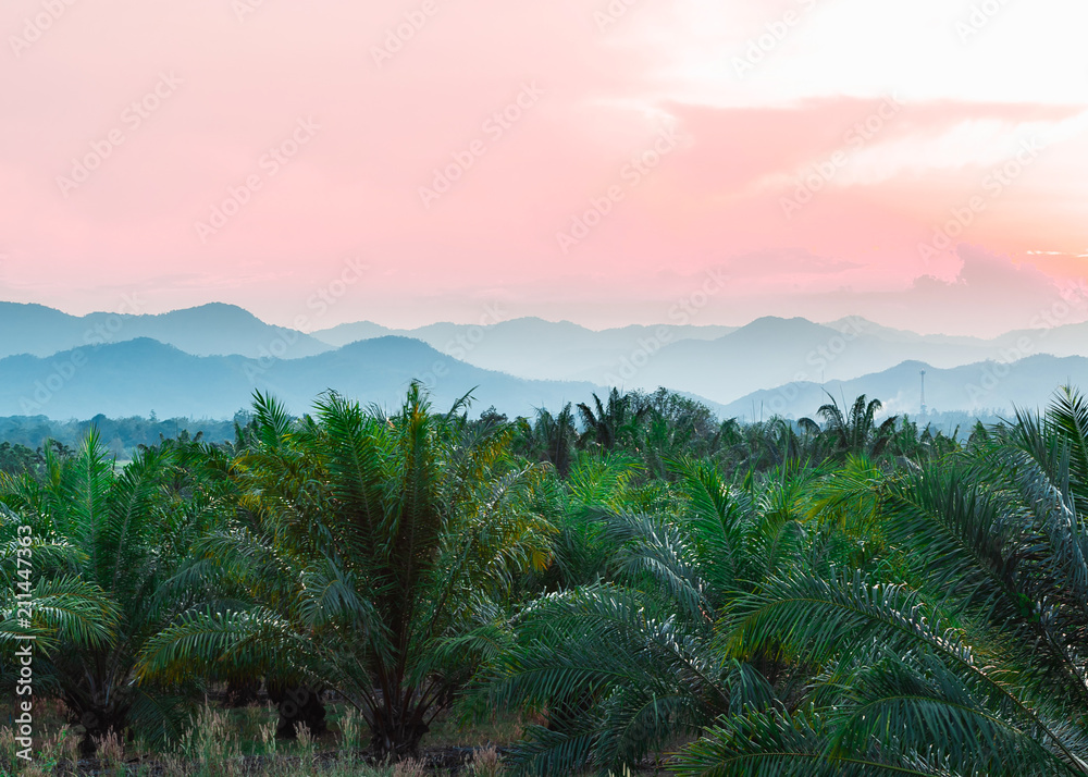 Tropical background of palm trees against mountain and twilight sky.