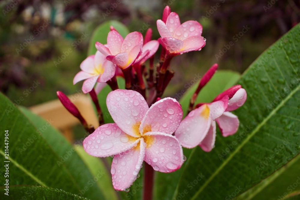 Close up of beautiful rain kissed pink plumeria (frangipani) flowers Close up of beautiful rain kissed pink plumeria (frangipani) flowers