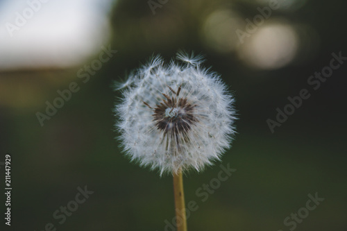 Single dandelion with green grass bokeh in the sunlight background
