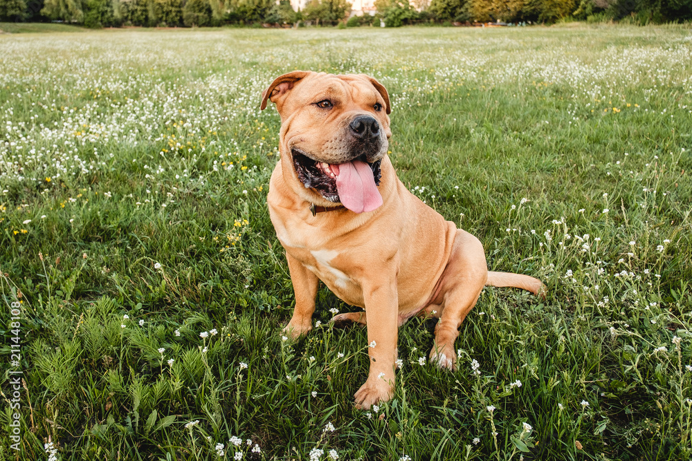 A brown dog cane corso sits in a field on the green grass