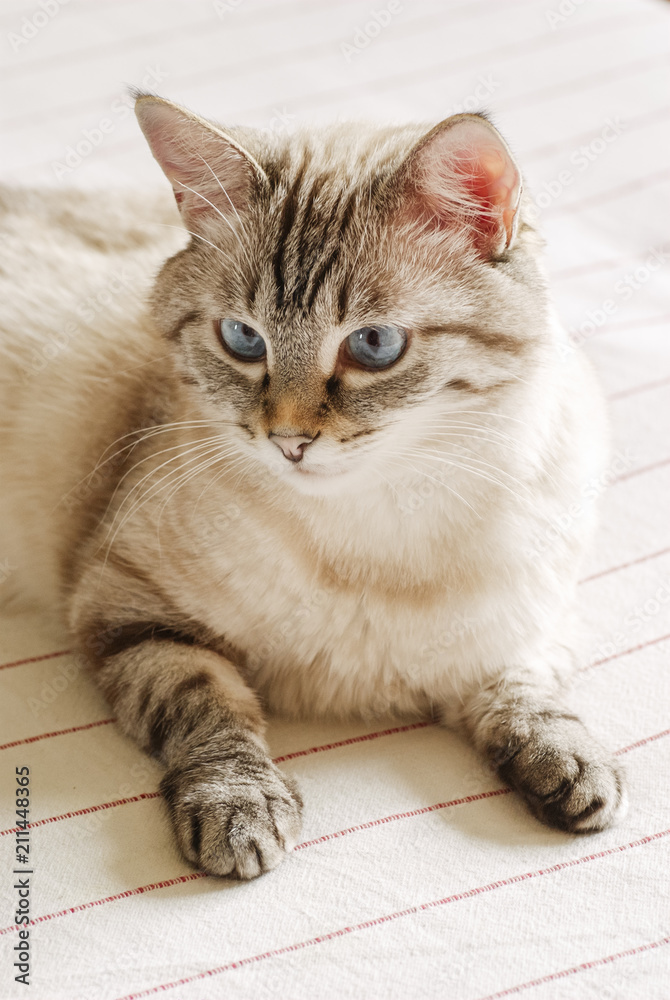 Beautiful tabby cat with big blue eyes Beautiful tabby cat with big blue eyes