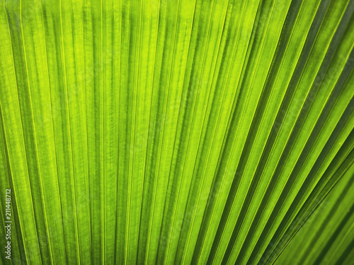 Green leaf texture Palm leaf pattern Nature background