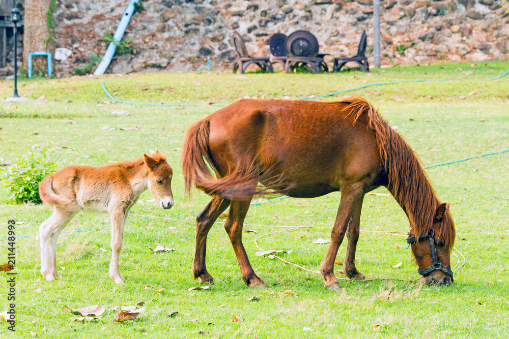 Baby horse with mother in green grass Baby horse with mother in green grass
