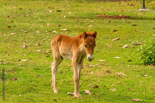 Baby horse in green grass