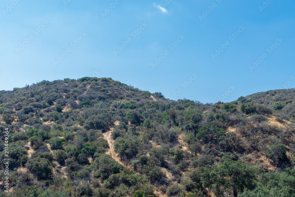 Hiking trails cover hills in California forest on hot summer morning Hiking trails cover hills in California forest on hot summer morning