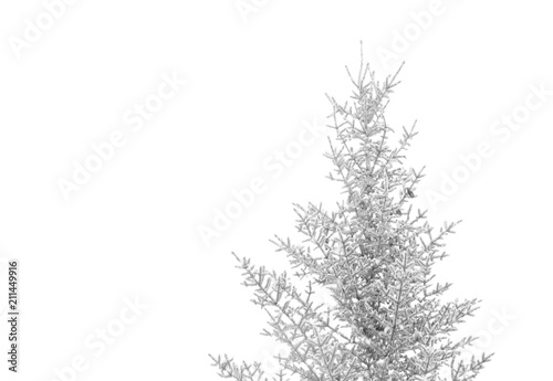 top of pine tree covered in snow