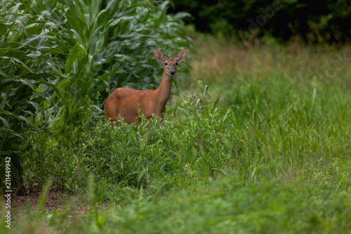 Whitetail Deer in Cornfield