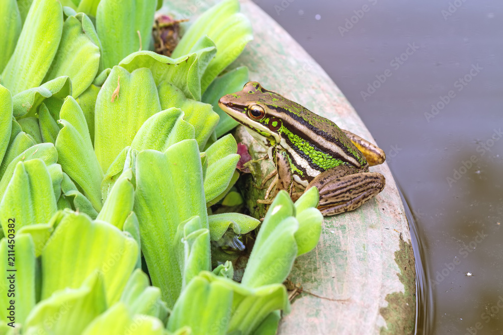 Obraz premium A green tree frog sitting on a tub and Water lettuce