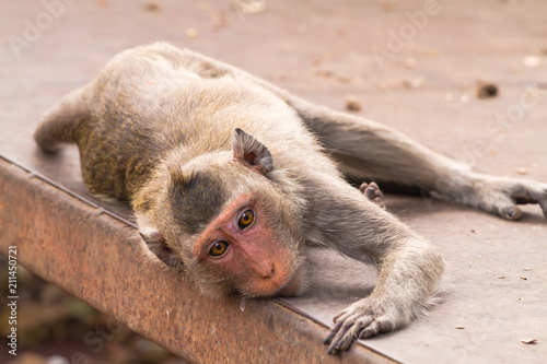 Close up monkey sleeping on the cement floor photo