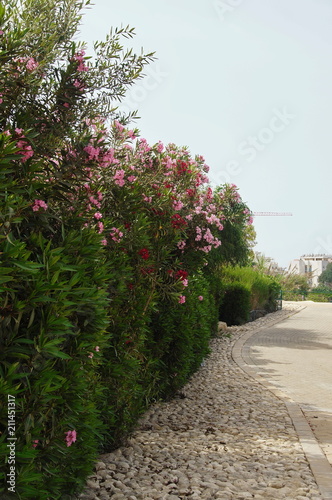 blooming rhododendron in spring in Israel