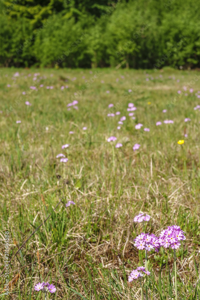 Blommande bird's-eye primrose flowers på en hed