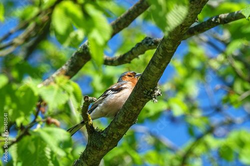 Chaffinch on a branch in a tree