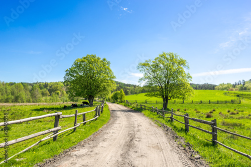 Fototapeta Naklejka Na Ścianę i Meble -  Country landscape, farm field with grass, pasture in countryside scenery with rural road
