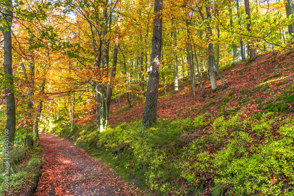 Forest in autumn, scenic landscape