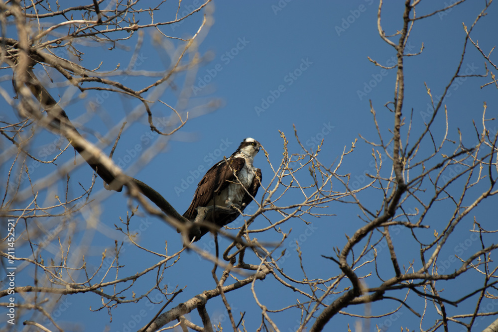 Osprey in a Budding Tree Osprey in a Budding Tree