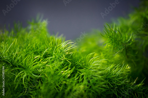Green Leaves. Closeup and Selective Focus of Small Fern in front of the grey Wall