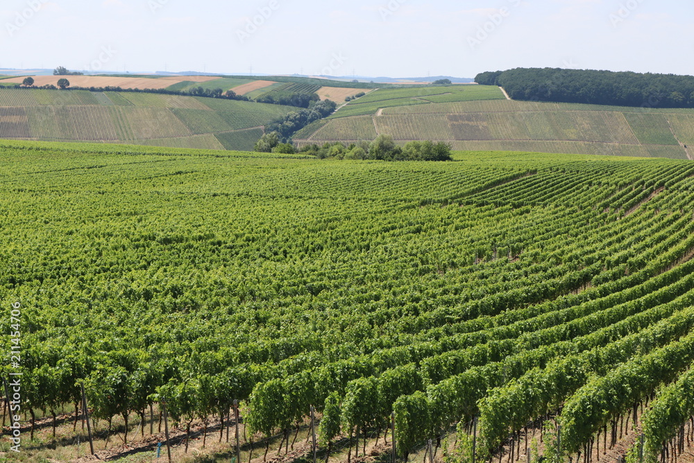 Weinstöcke der Sorte Müller-Thurgau in Franken im Sommer