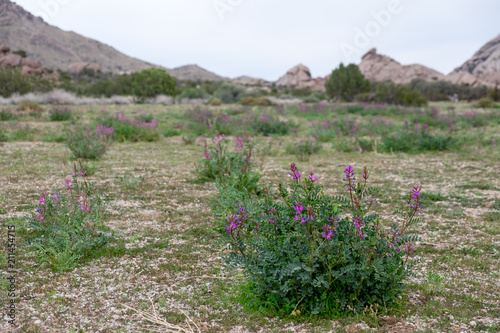 Mokiak Milkvetch