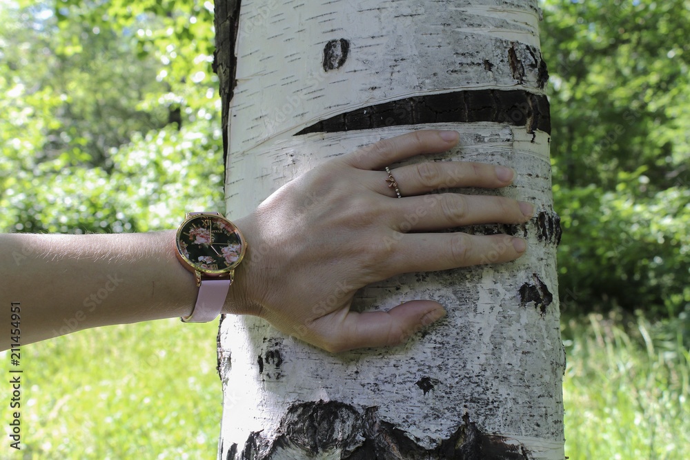 Female hand on the trunk of the birch tree