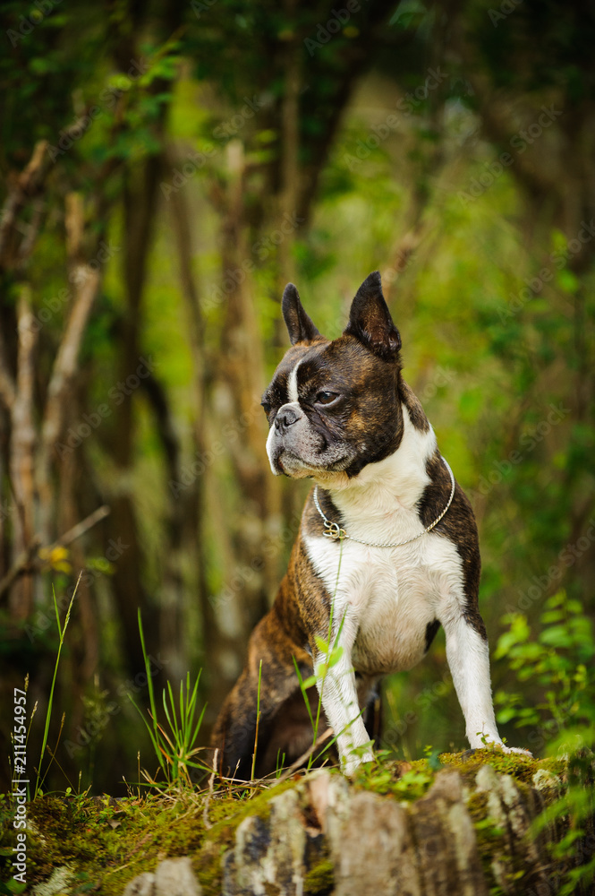 Boston Terrier dog outdoor portrait standing in forest