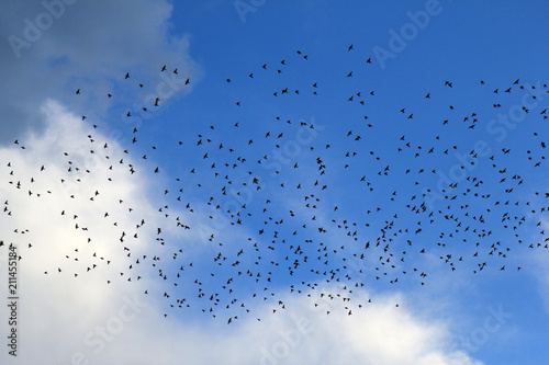 Стая птиц в небе 