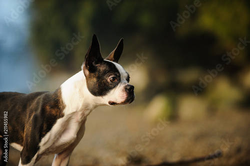 Boston Terrier dog outdoor portrait