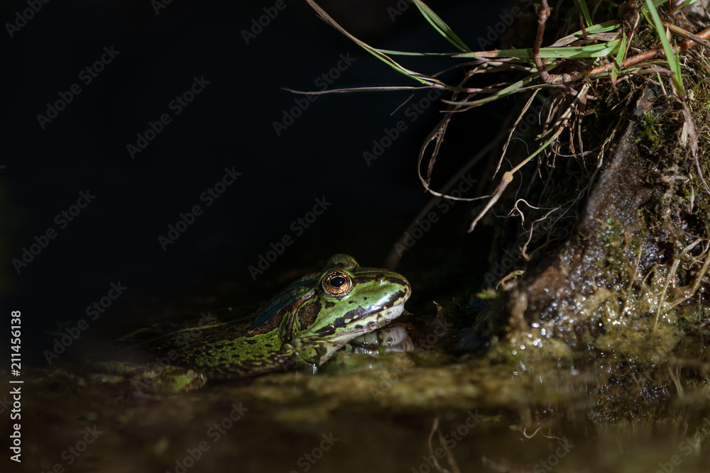 Obraz premium Side view of an european green frog in a spot of light in the water staring at something on a tree root with almost black background