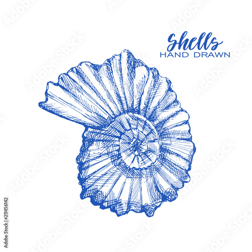 Seashell, mollusk,sea shell,nautilus, nature sea vector set. Sea shell Hand drawn seashell marine engraving illustration on white background. Sea shell etch sketch drawing