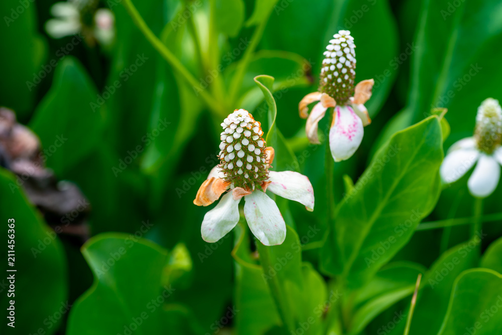 Obraz premium Yerba Mansa Bloom