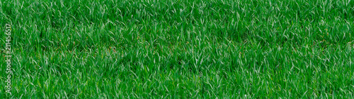 Summer juicy grass