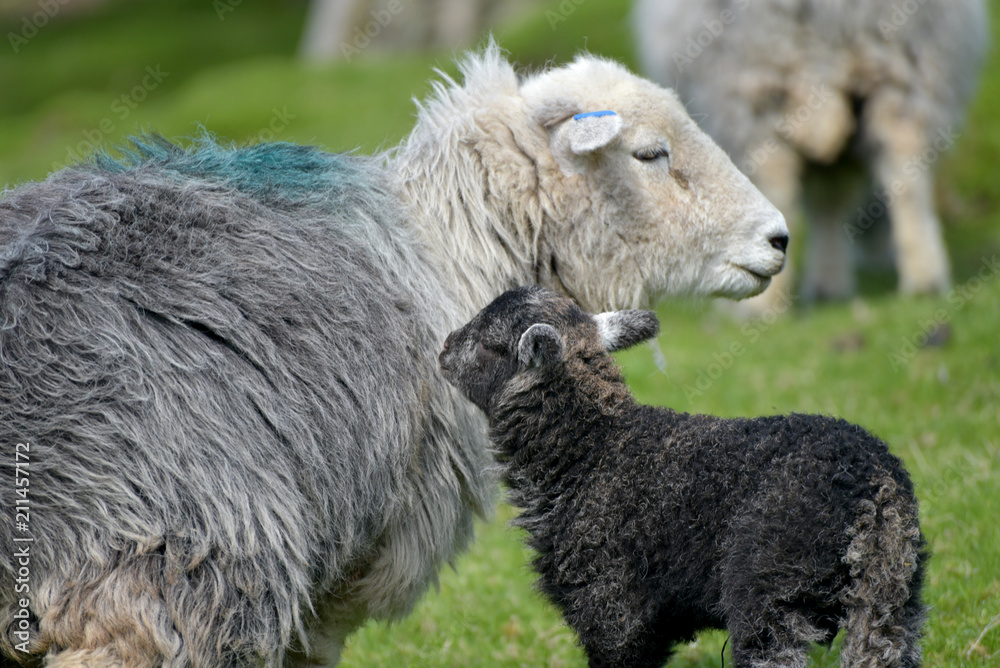 Lambs and sheep in Mickleden Valley beneath Langdale Pikes in Lake District Lambs and sheep in Mickleden Valley beneath Langdale Pikes in Lake District