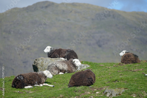 Lambs and sheep in Mickleden Valley beneath Langdale Pikes in Lake District photo