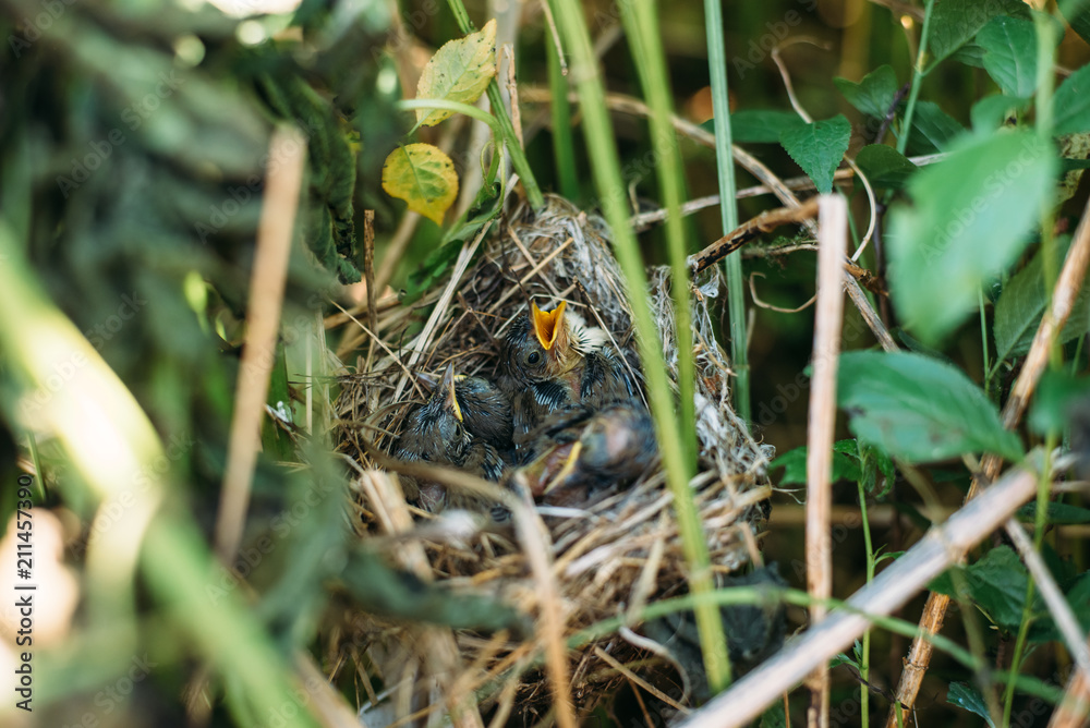 bird, nature, animal, wildlife, wild, beak, nest, grass, brown, young, baby, owl, feather, small, thrush, robin, green, feathers, avian, blackbird, birds, quail, chick, turdus bird, nature, animal, wildlife, wild, beak, nest, grass, brown, young, baby, owl, feather, small, thrush, robin, green, feathers, avian, blackbird, birds, quail, chick, turdus