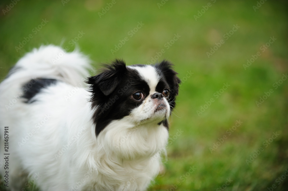 Japanese Chin dog outdoor portrait in grass