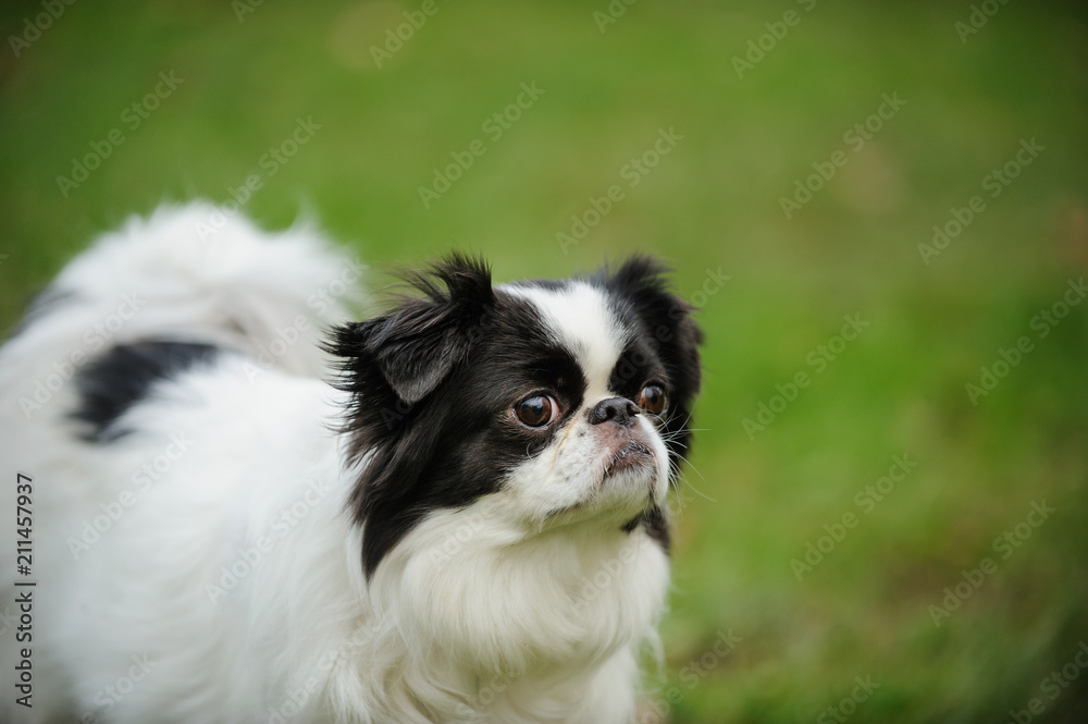 Japanese Chin dog outdoor portrait in grass Japanese Chin dog outdoor portrait in grass