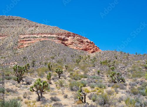 Joshua Tree Woodland photo