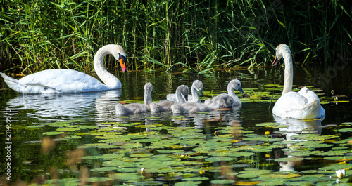 Family of mute swans with young chicks